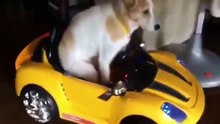 Funny Animals Crazy Dogs  videos 2016 cute dogs cats pets animal (FULL HD)