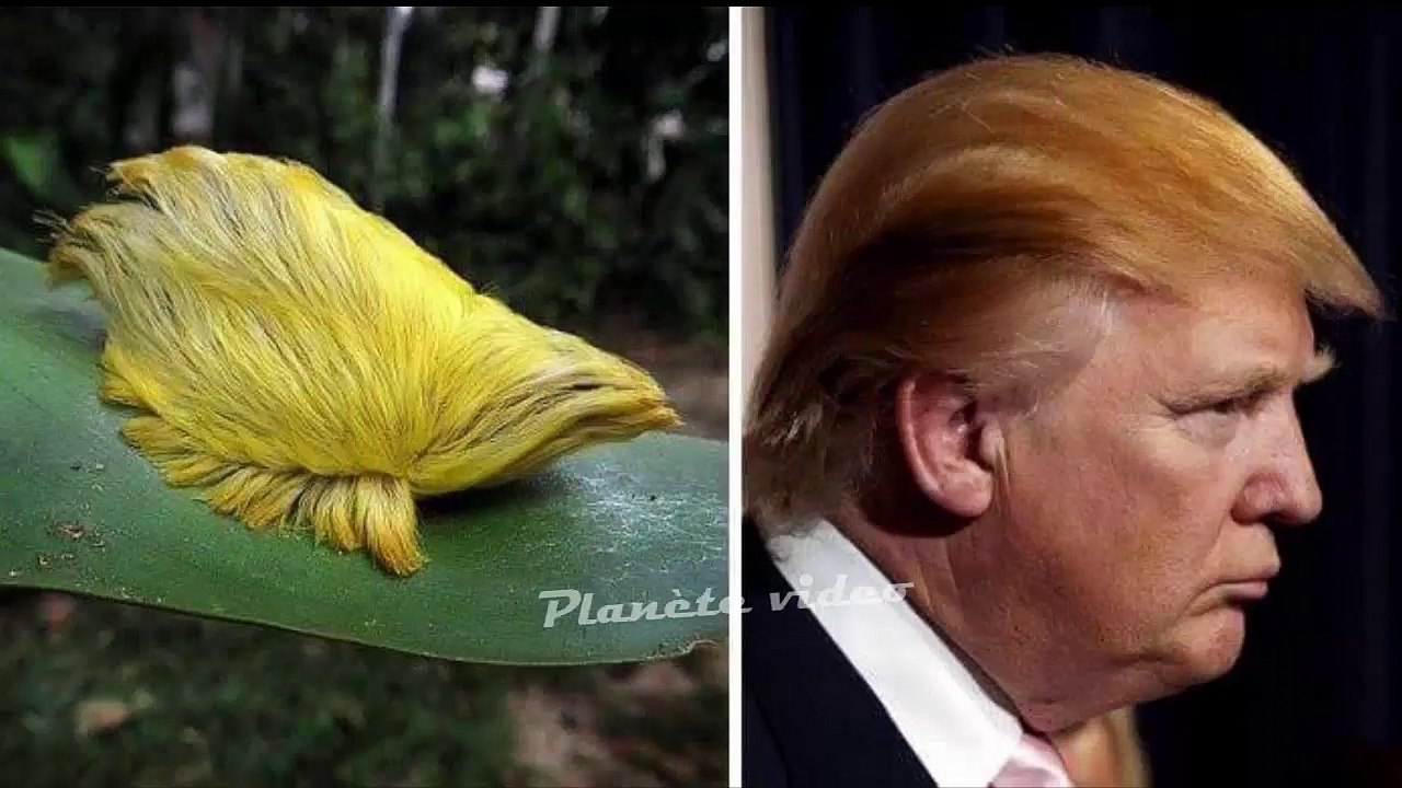 flagrante ressemblance d'animaux et de grandes célébrités