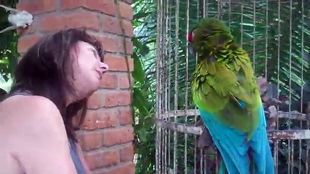 parrot reaction video