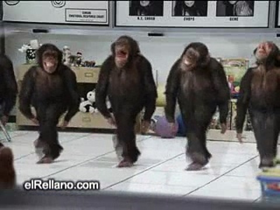 monkey dancing video