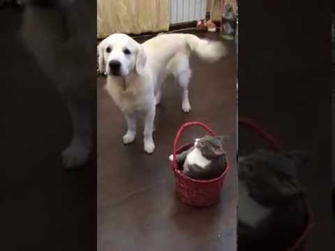 Playful Pup Fights With Cat Over Basket