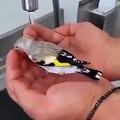 Birds taking bath in hand
