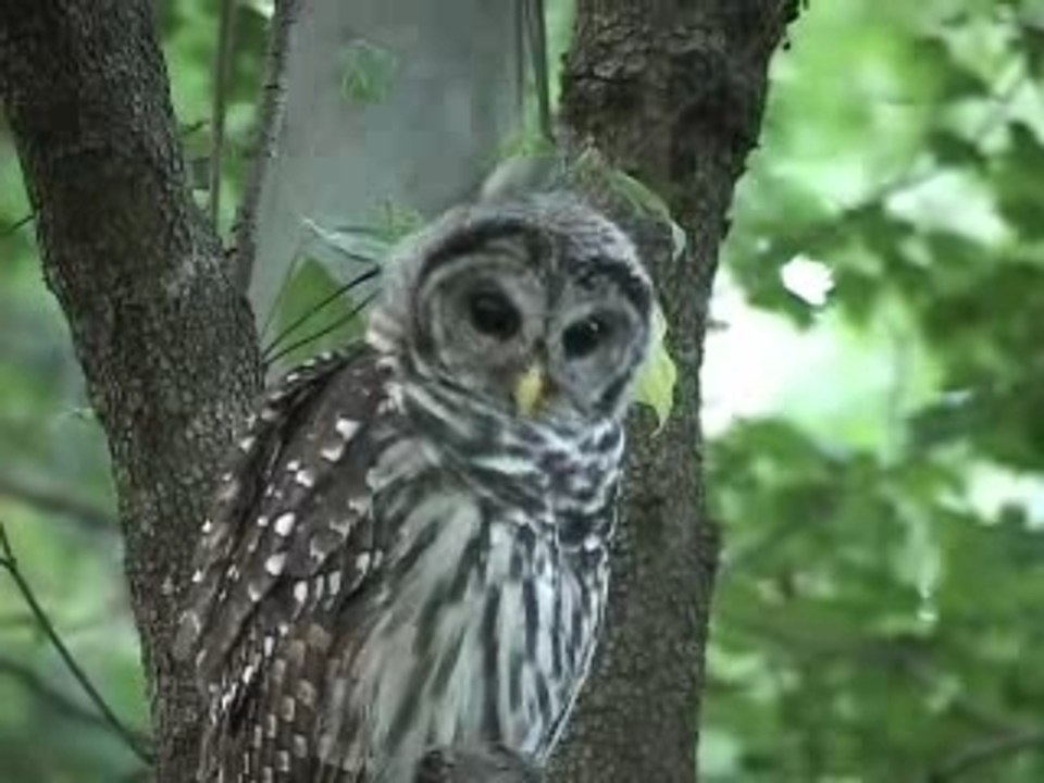 Barred Owlbird attack Vidéo Dailymotion