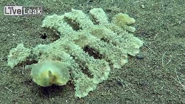 Странное существо с прозрачной головой обнаружено на дне морском