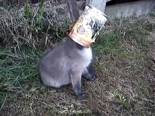 Парень вытащил маленького лиса из консервной банки