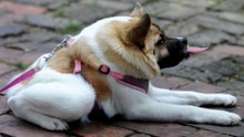 9 НЕОБЫЧНЫХ ЖИВОТНЫХ, В СУЩЕСТВОВАНИЕ КОТОРЫХ ВЫ НЕ ПОВЕРИТЕ