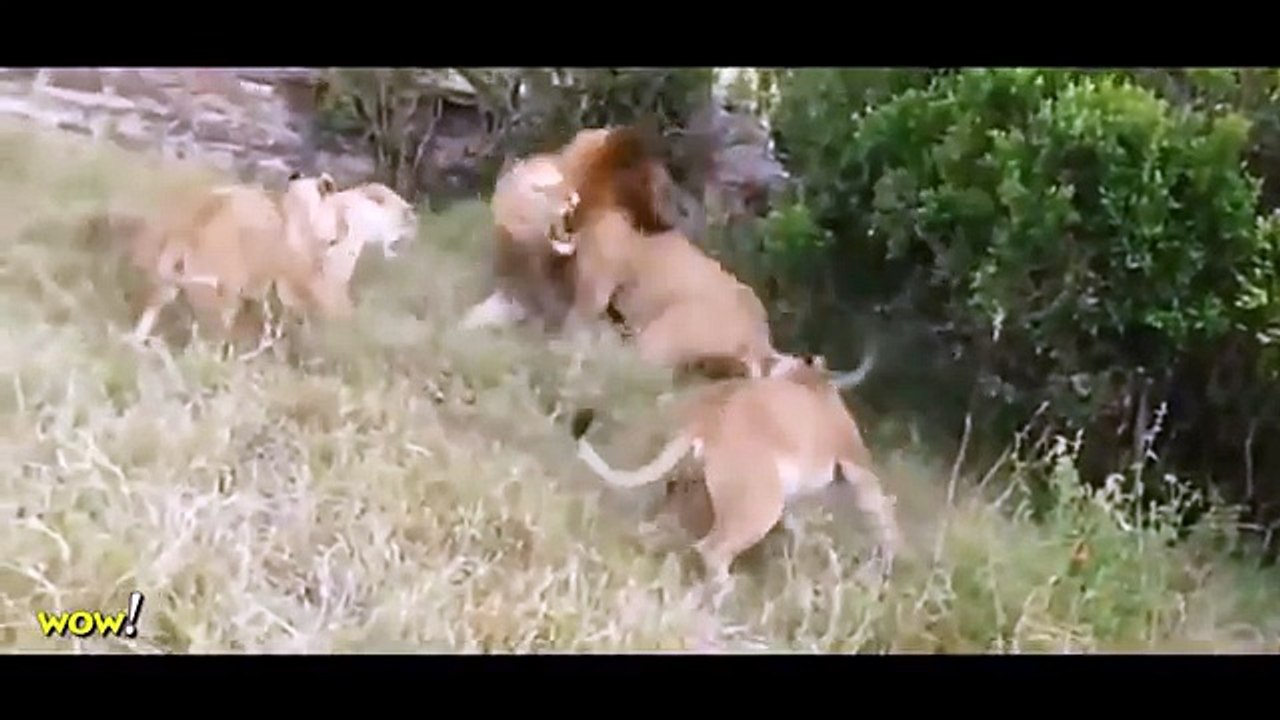 Lion vs Big Baboon vs Buffalo, Leopard, Tiger, Bear & Deer