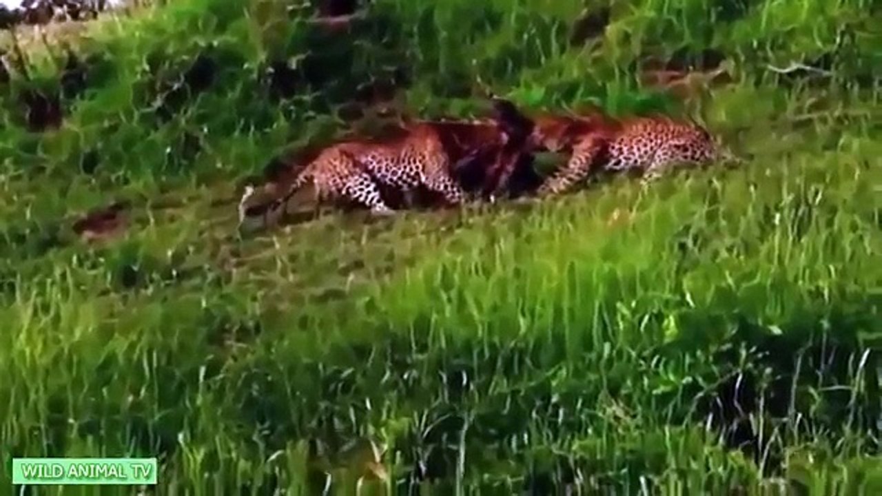 Top 10 Tiger vs antelope, Giant Python vs Crocodile, Lion, buffalo Most Amazing Animals At