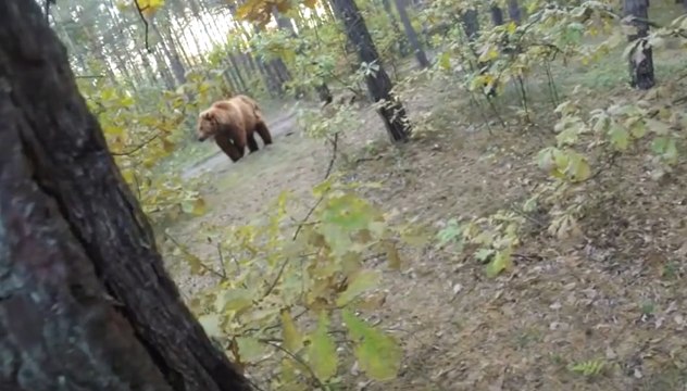 Đang đi xe đạp trong rừng bị gấu tấn công bất ngờ