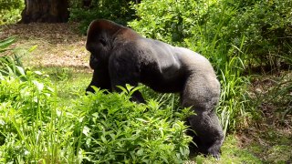 Walt Disney's Animal Kingdom, Gorillia