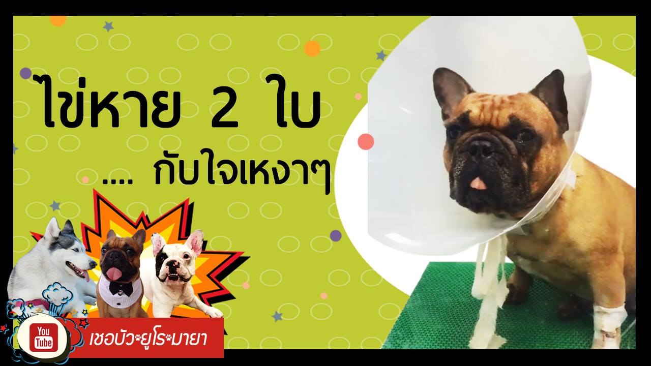 เชอบัว ยูโร มายา ตอนที่ 101  ไข่หาย 2 ใบ กับ  ใ...