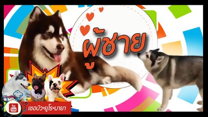 เชอบัว ยูโร มายา ตอนที่ 103 ผู้ชาย