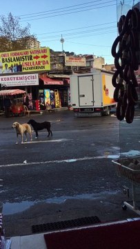 ereglionder.com.tr eregli de 10 kasim sirenler vatandas ve kopekler saygi durusunda