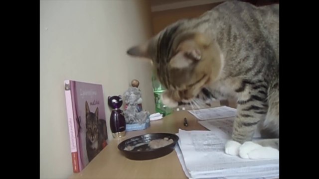 Ce chat mange avec ses pattes.. Quelle classe !!