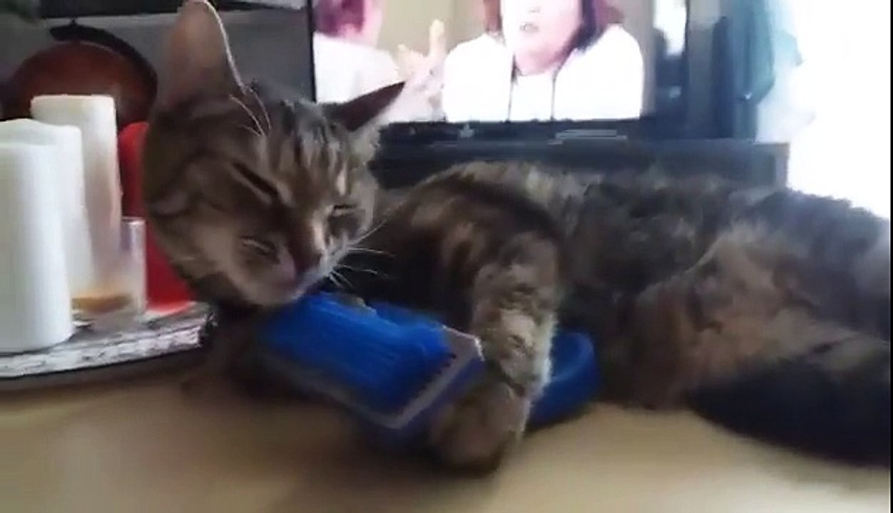 Ce chat essaye de se brosser les poils tout seul !