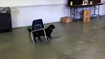 Un chien dressé pour ranger les chaises avec sa queue! Ahahah