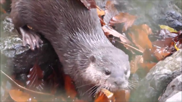 Cette loutre se lave les mains avant de manger !