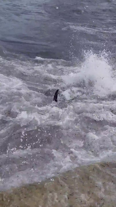 Un thon s'échoue sur un rocher. Incroyable