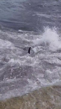 Un thon s'échoue sur un rocher. Incroyable