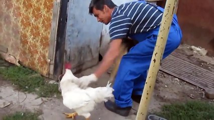 Attaque d'un coq contre un chien !!