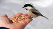 VASTU - Benefit of feeding Animals and Birds