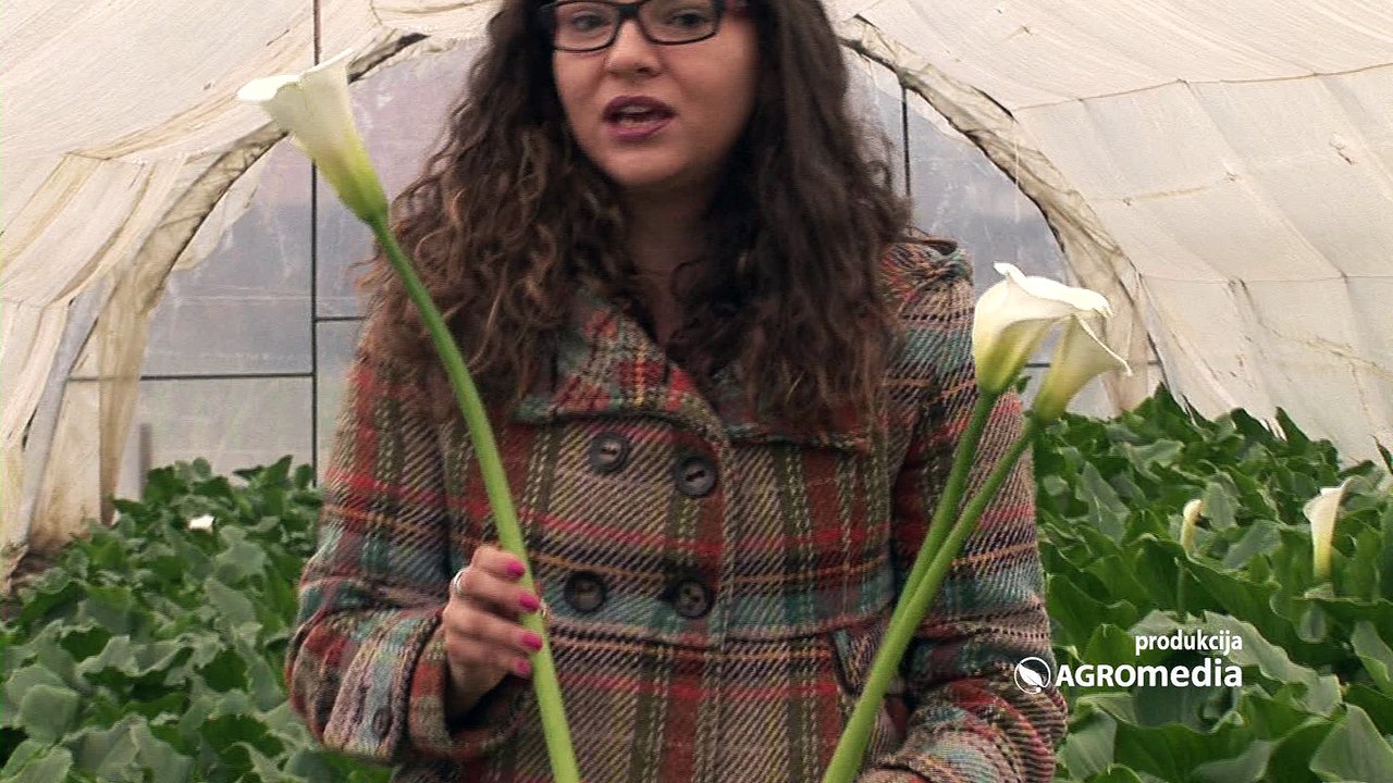 Otkrivamo vam sve što niste znali o kalama!