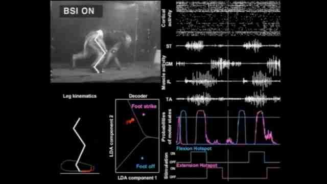 Monos con parálisis en una pierna caminan gracias a una nueva tecnología