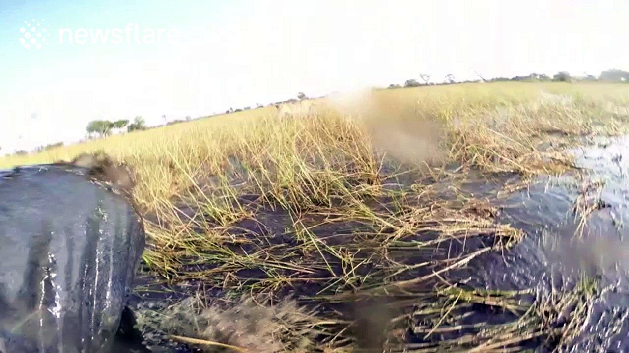 Lion attacks riders on 'horseback safari'