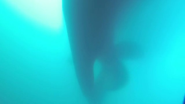 Un plongeur voit soudainement un énorme cargo passer juste au dessus de lui