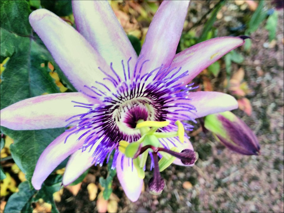 Promenade automnale au coeur de Niort (7900)
