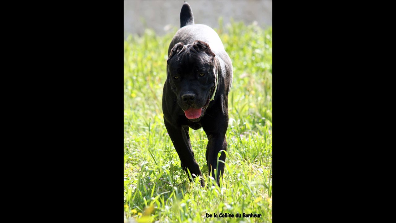 Chiots Ombra et Hamilton 1ere semaine