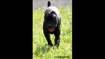 Chiots Ombra et Hamilton 1ere semaine