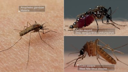 How Mosquitoes Use Six Needles to Suck Your Blood  -  Deep Look