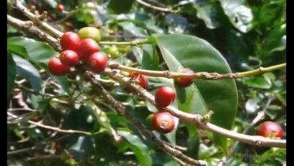 How to Cafe - Cach lam ca phe - Snowbee11