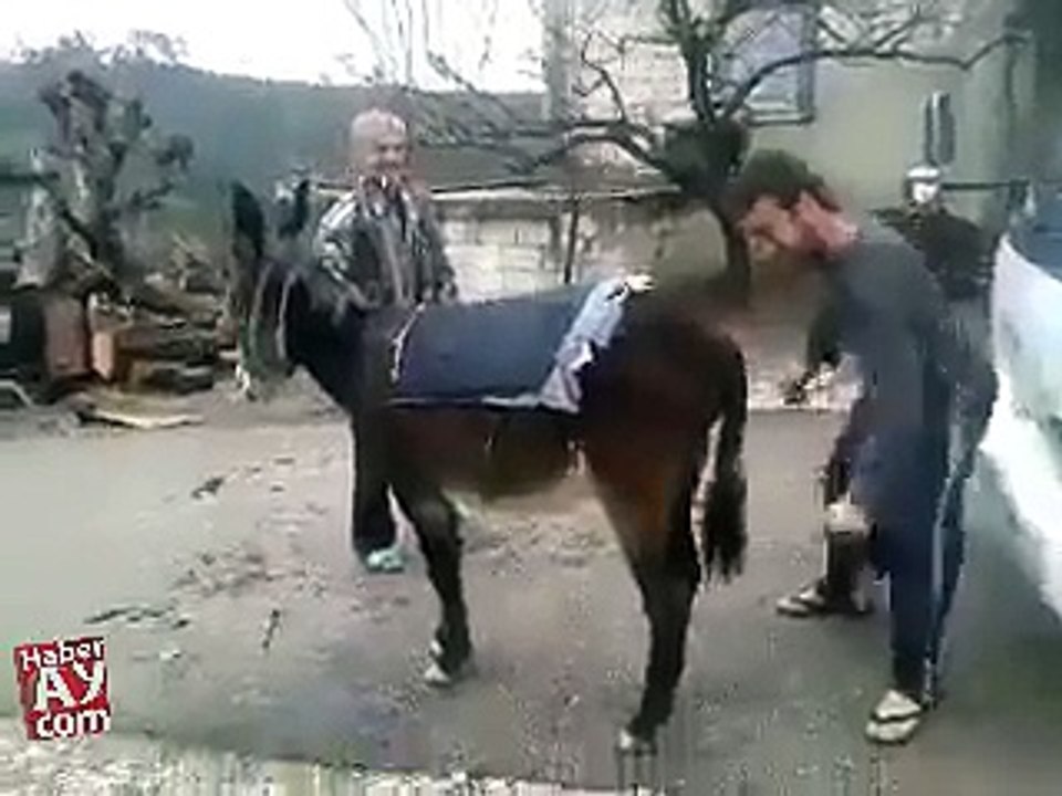 Como Encender a un burro
