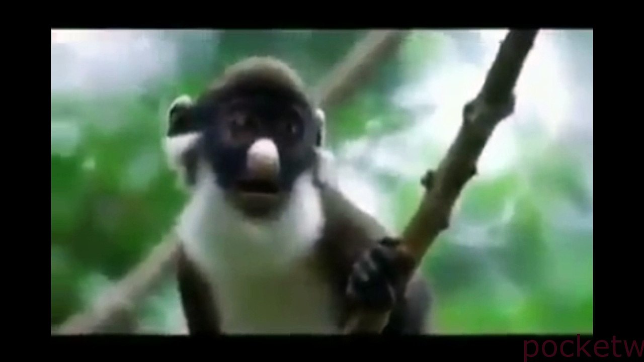 hahaha very funny monkey