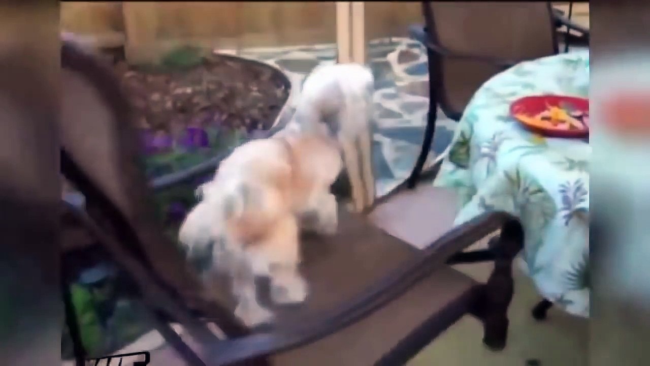Very funny videos that make you laugh and cry Funniest Video Ever YouTube