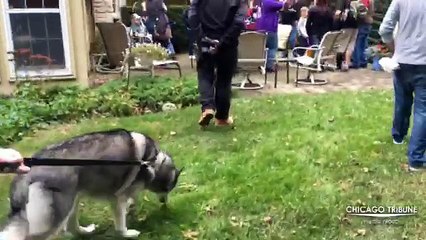 Forever Husky founder Lance Laureys explains one of the dog story