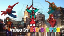 Spider Man Daddy Finger ✦ Finger Family ✦ Funny Animation Nursery Rhymes & Songs for Children
