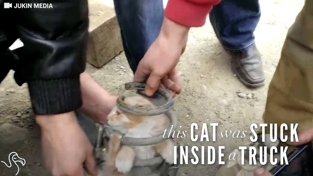 Спасение котенка