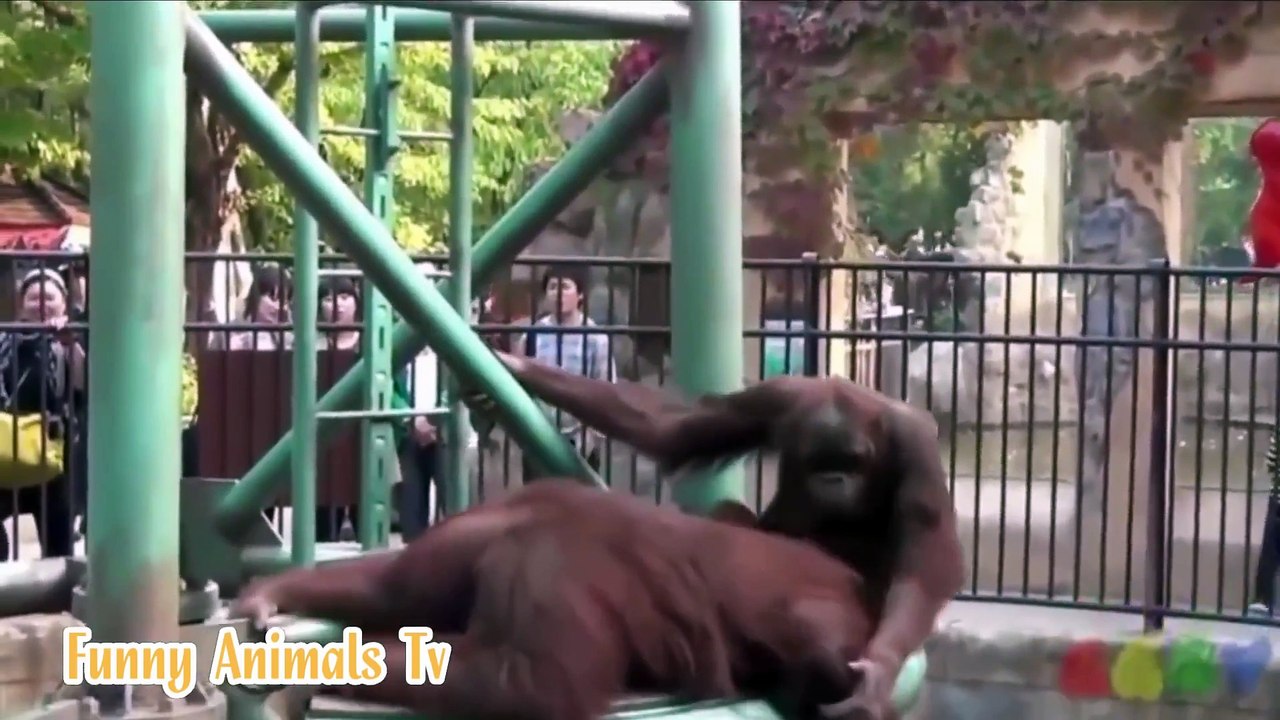 Le monde des Singes hhhhhh