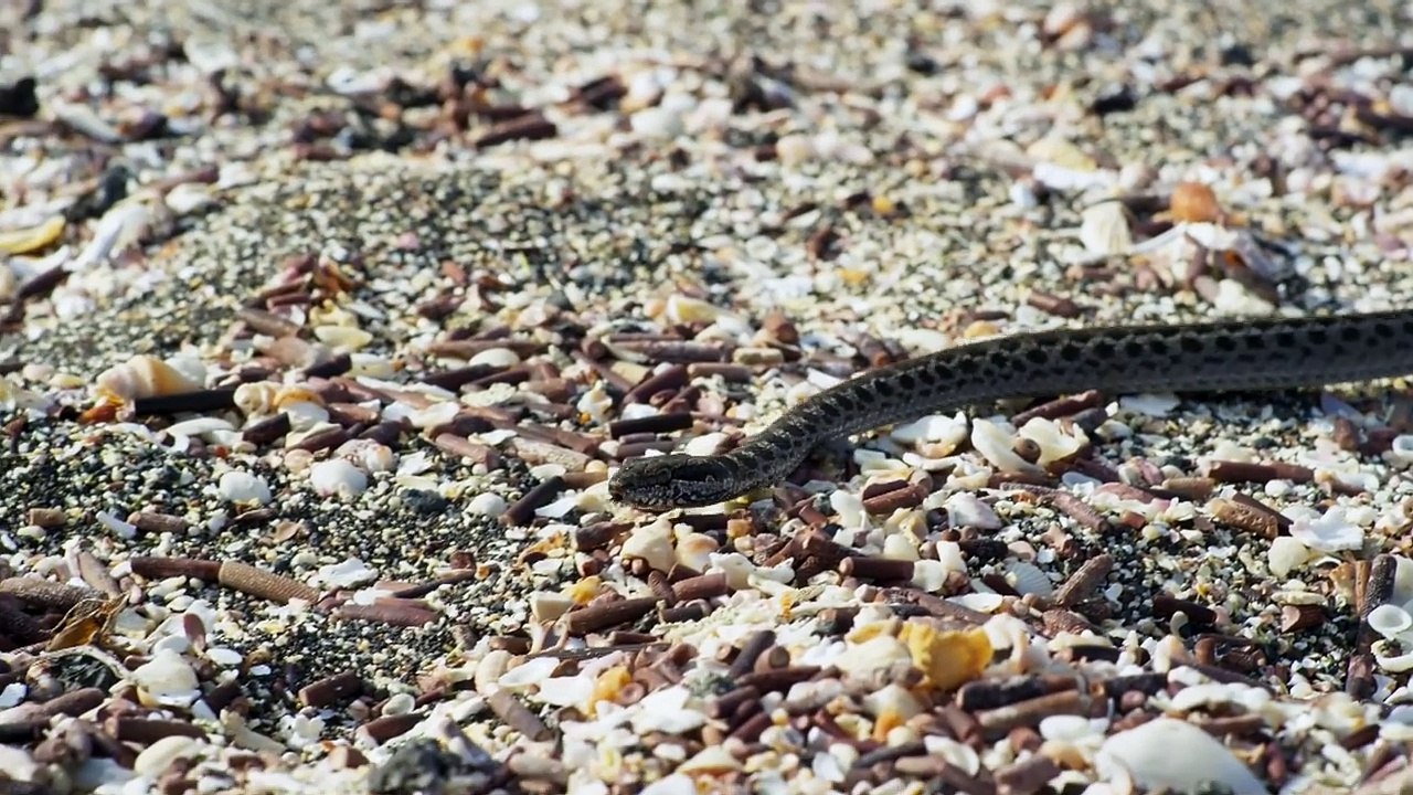 Une course-poursuite haletante entre un iguane cherchant à vivre et des serpents affamés