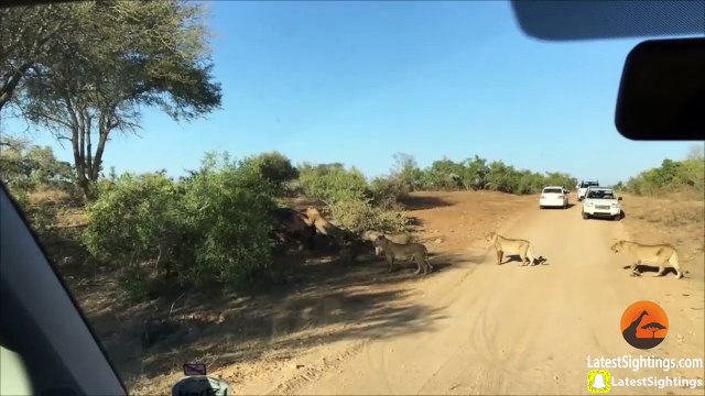 Un hippopotame chassé par des lions tente d’approcher des touristes pour sauver sa peau