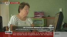 Un cocker menacé d'euthanasie