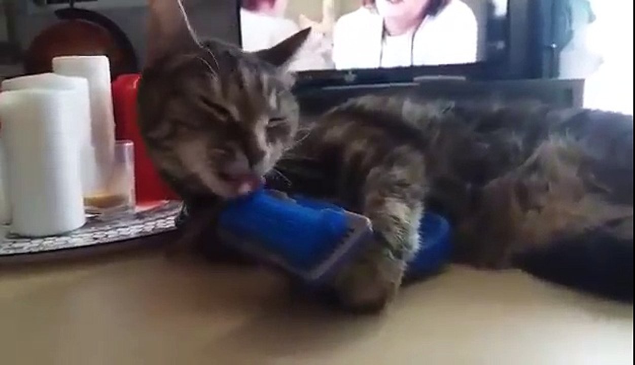 Drôle chat essaye de se brosser