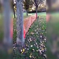 Comment promener son chien sans se fatiguer