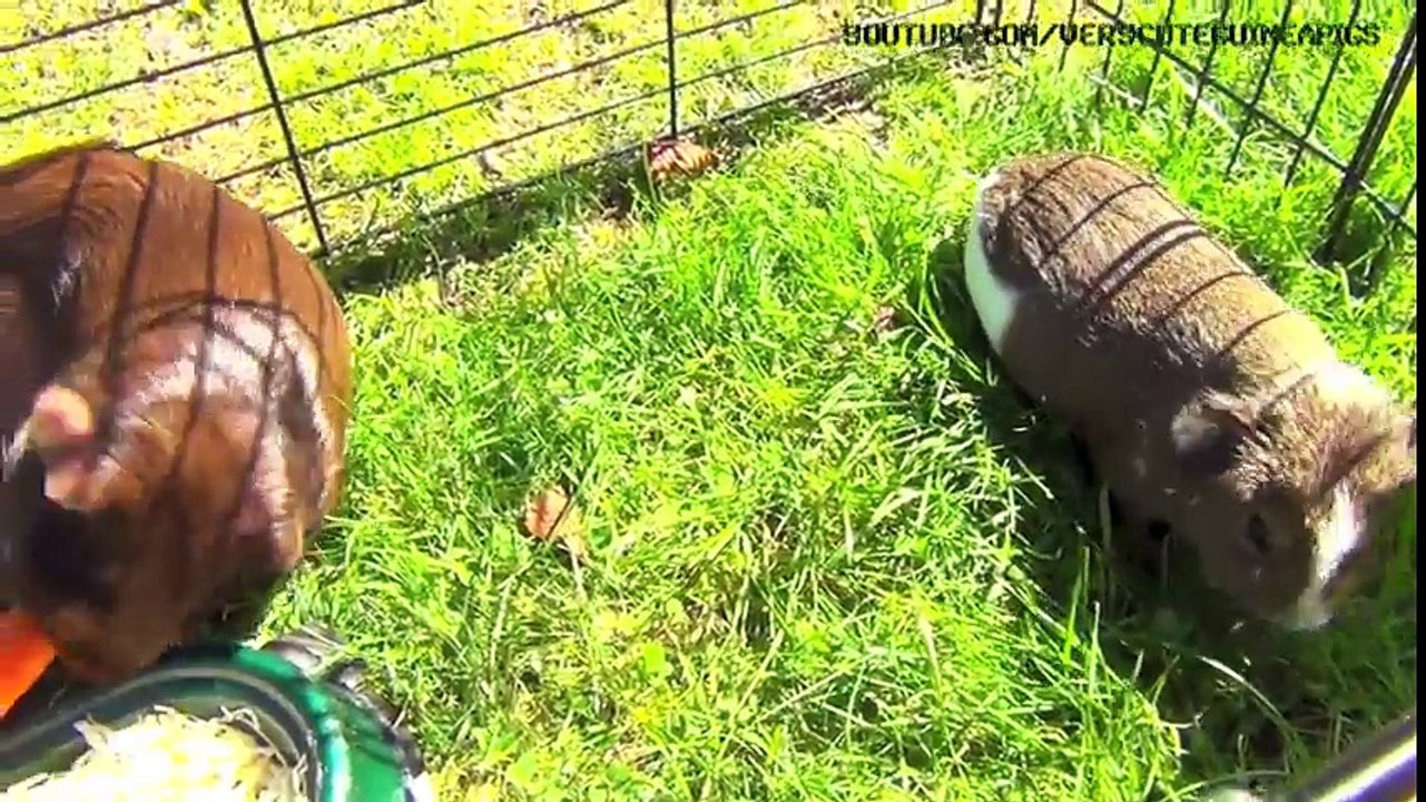 3 Guinea Pigs and 1 Carrot