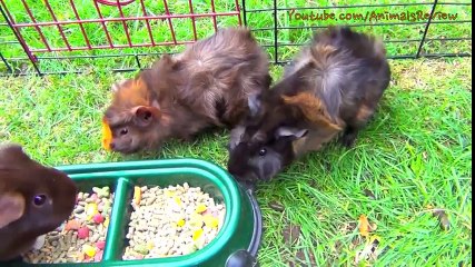 5 Guinea Pigs Eating Food So Funny
