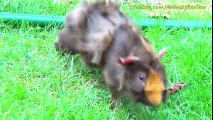 Baby Guinea Pig Running Around, Walking Outside