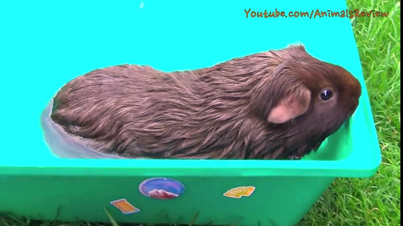 Guinea Pig Bath Time